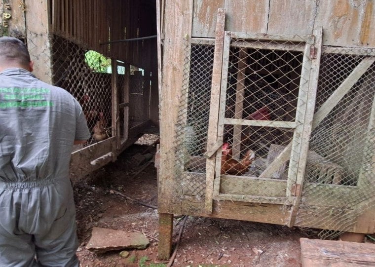 Técnicos vistoriaram propriedades rurais com aves de subsistência no Noroeste gaúcho