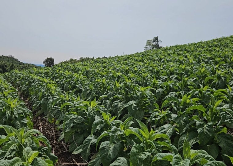 Cultivo de tabaco está presente em 205 municípios gaúchos e envolve cerca de 70 mil famílias produtoras