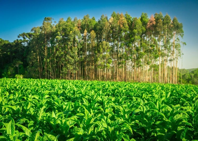 Reflorestamento, adubação verde e novas tecnologias transformam o manejo das lavouras e aproximam produção e preservação ambiental