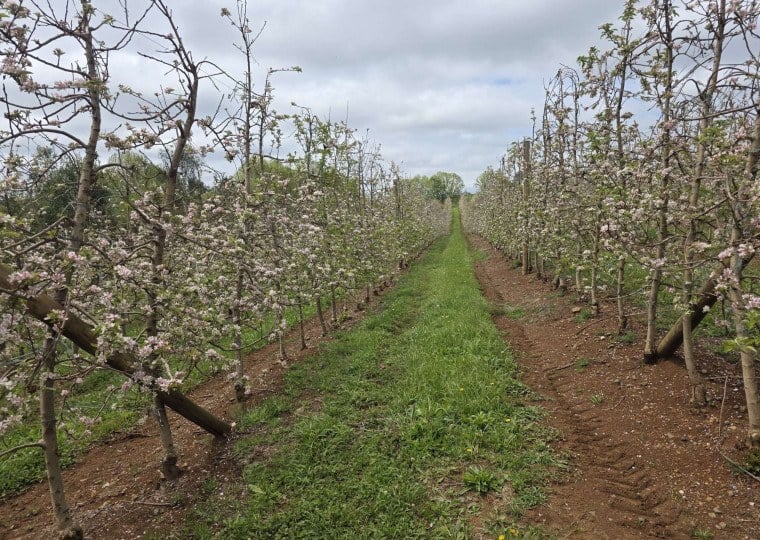 Florada dos pomares de macieiras marca o início de um novo ciclo produtivo, após safra recorde no Brasil
