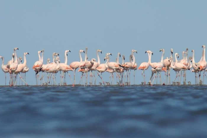 Festival celebra a biodiversidade do Parque Nacional da Lagoa do Peixe e os 40 anos da unidade de conservação | Roteiro Lagoa do Peixe/Divulgação/Cidades