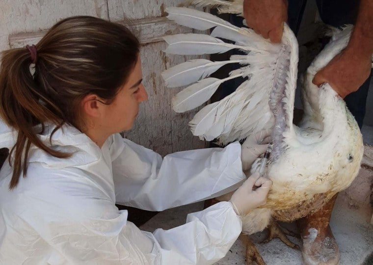 Aves em propriedades no entorno da granja afetada em SC passaram por coleta de sangue para análise