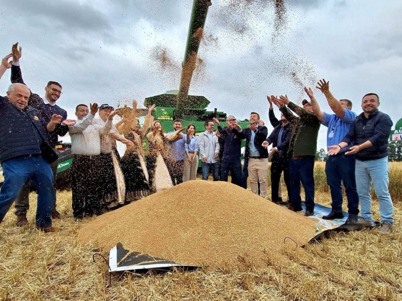 Cruz Alta sedia abertura da colheita do trigo e destaca a força da triticultura gaúcha
