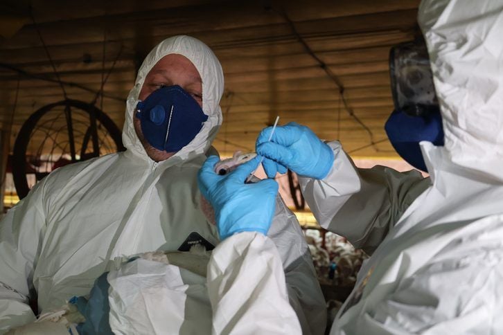 Vigilância sanitária é reforçada após confirmação do segundo foco de Newcastle em SC