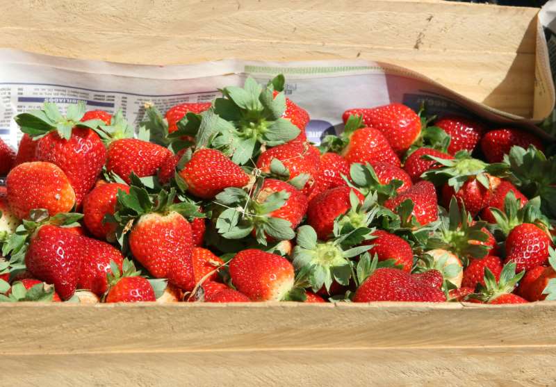 Uma caixa da fruta, com aproximadamente um quilo, era vendida por R$ 25 e, com a febre, subiu para R$ 60