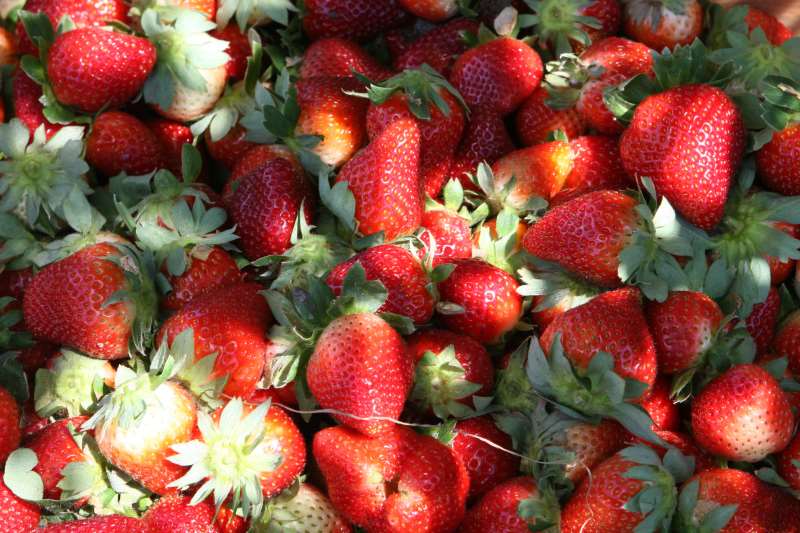 Fruta cítrica é considerada uma das mais perecíveis