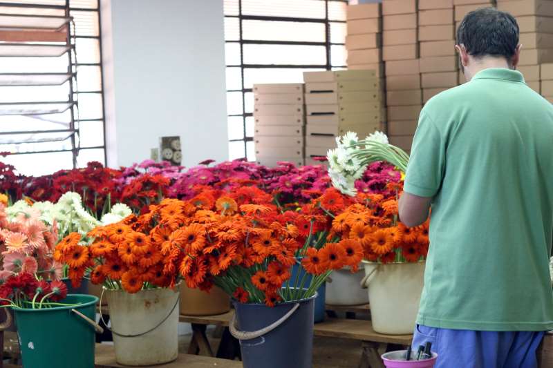 Rio Grande do Sul sofreu com a impossibilidade da comercialização de flores e plantas para eventos