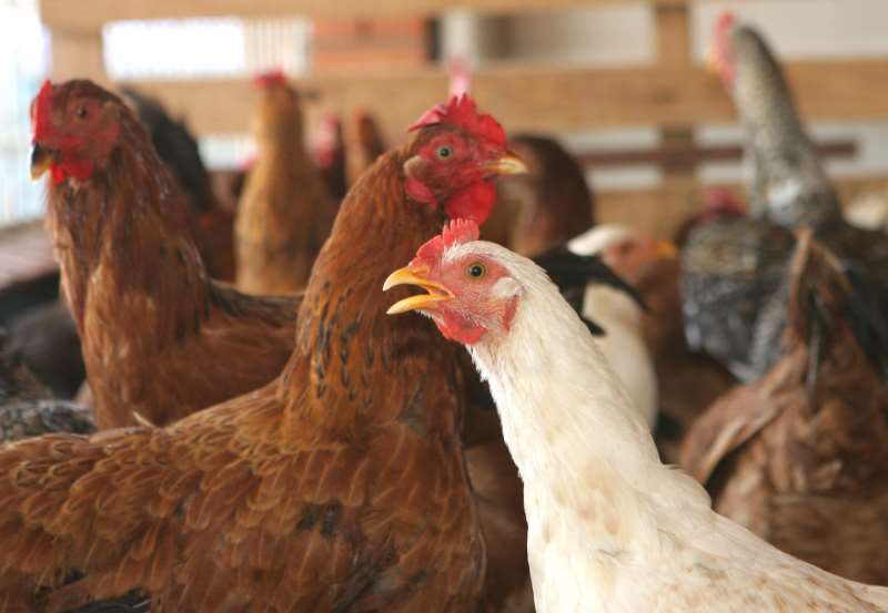 Exportações de frango somaram 322,1 mil toneladas em novembro