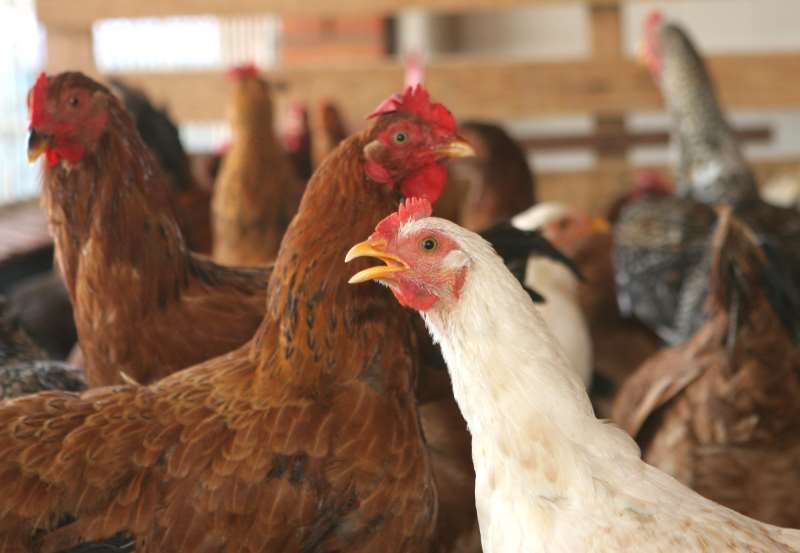 Na volta ao mercado gaúcho de carne de frango, China importou 19,5 mil toneladas no 1º semestre