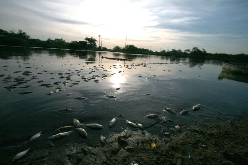 PEIXES MORTOS APARECEM NO RIO DOS SINOS - TRAGÉDIA AMBIENTAL AINDA NÃO ESCLARECIDA  - 09.10.2006