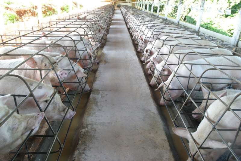 Mudança na forma de imunização dos animais ajudaria a resolver problema sanitário aos produtores