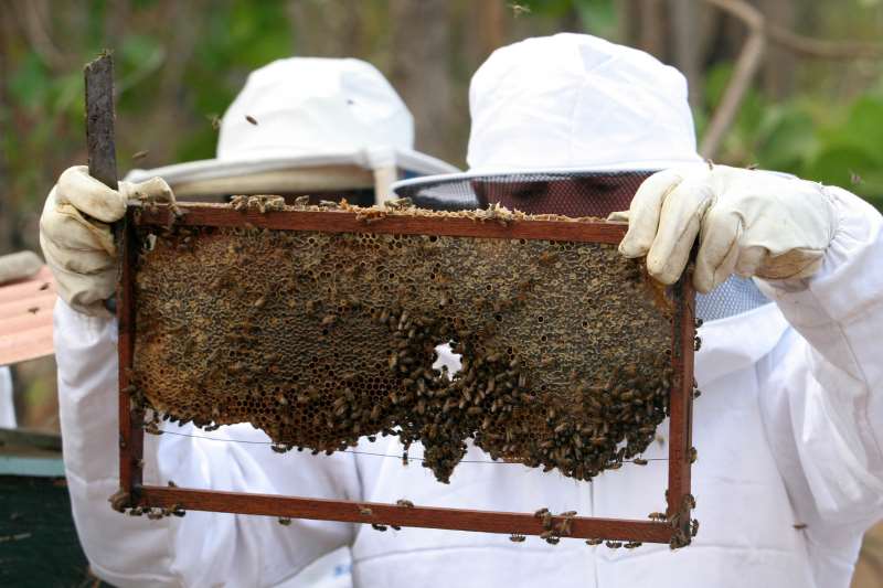 Estado é líder nacional na produção de mel, mas venda in natura para outras regiões preocupa produtores