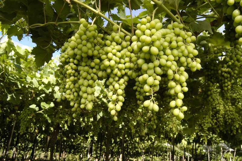 Padronização da produção não é prevista no setor