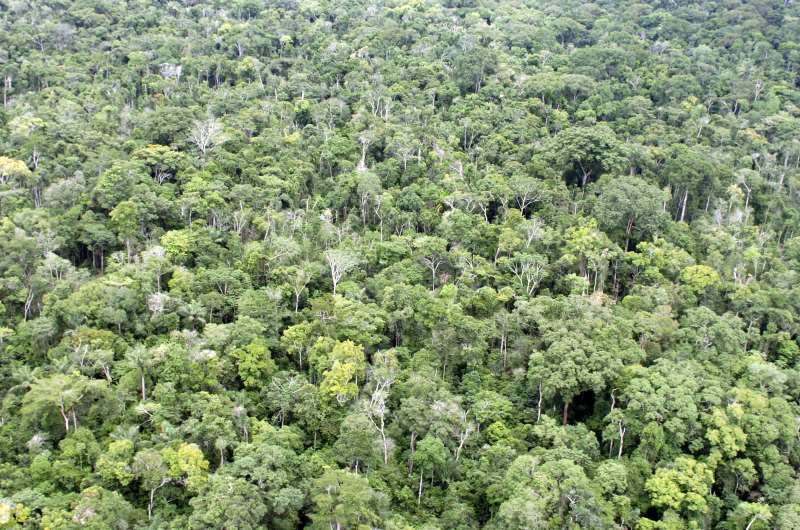 As unidades de conserva��o ambiental Humait�, Iquiri e Castanho, que permitem a explora��o de madeira em parte de seu territ�rio, est�o localizadas no Amazonas