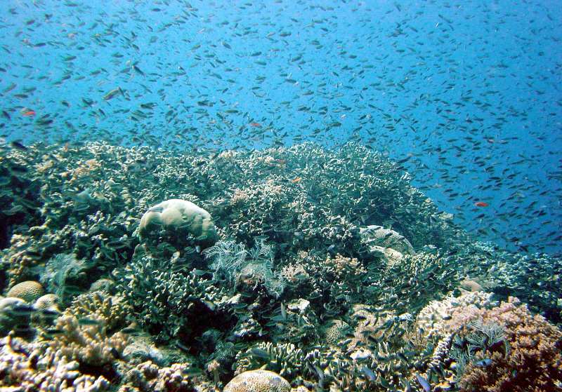 Classificada pelo BNDES como a maior chamada pública exclusiva para recifes no País, a contratação reforça a política ambiental do governo