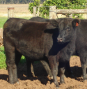 Adesão de animais de argola e rústicos soma 7.926 nesta edição 