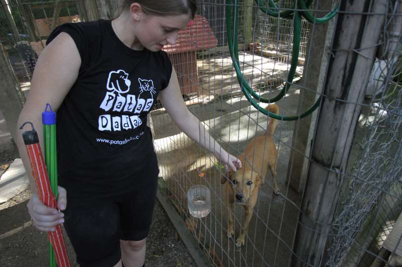 Dívida de R$20 mil em função dos novos resgates e a superlotação do canil paralisam o trabalho da ONG