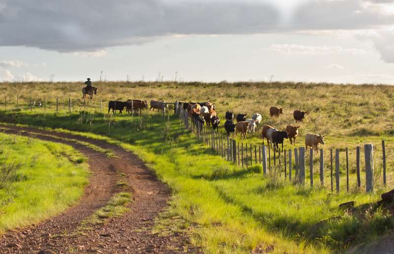 Financiamento oferecido visa ao manejo adequado e à preservação do pasto nativo