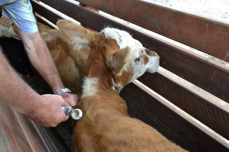 Parecer dará condições a exportadores ingressarem em 70% de mercados hoje fechados para a carne