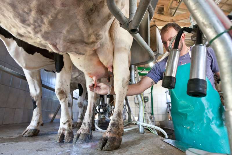 Valor do litro do leite pago aos criadores caiu cerca de R$ 0,40 em apenas um ano no Rio Grande do Sul