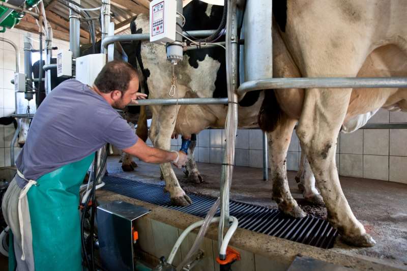 De acordo com o Conseleite, momento é de cautela para os criadores gaúchos de gado leiteiro
