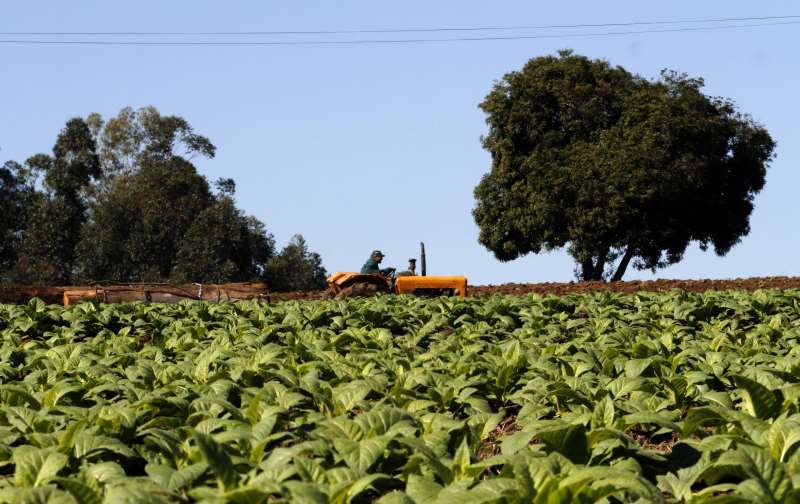 Ganho mensal dos produtores de tabaco do Sul é de R$ 6.608,70