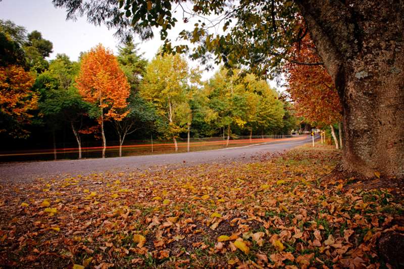 No outono, folhas caídas formam tapetes em tons vermelhos, laranjas e amarelos