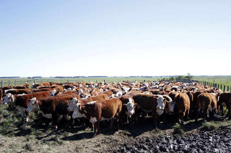 Status habilita o mercado à exportação de animais em pé e produtos de origem animal 