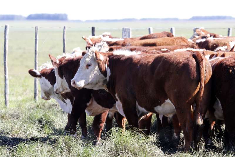 Rio Grande do Sul teve um aumento de 76,04 mil cabeças de gado