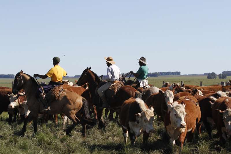 Documento sobre os animais é obrigatório e exigido em dois momentos do ano
