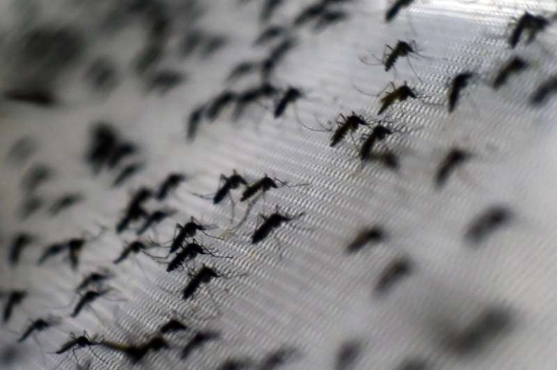 Até o momento, são 42 óbitos por dengue registrados no Rio Grande do Sul