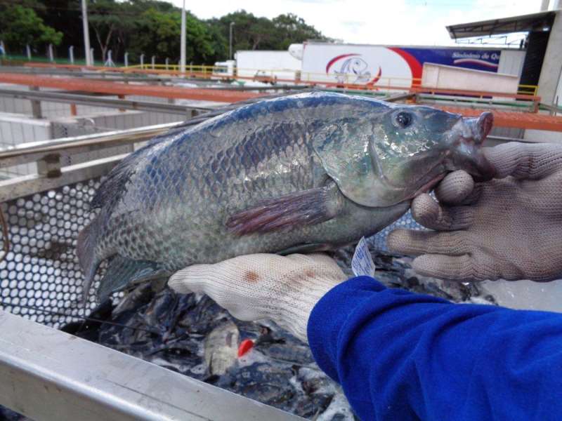 EUA  são o principal destino da tilápia produzida no Brasil, que faturou US$ 50 milhões em 2024