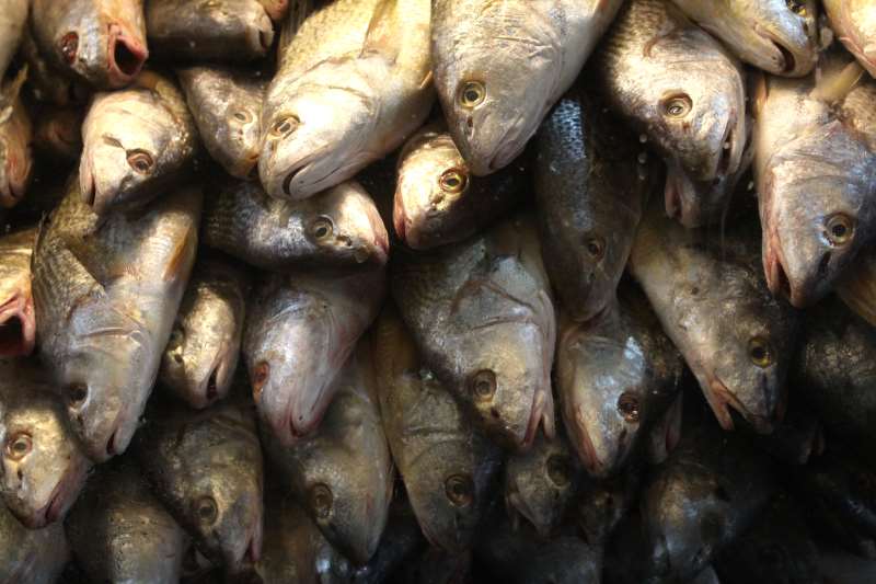Pescado deve ser comercializado, em média, a R$ 13,06 o quilo nas feiras gaúchas
