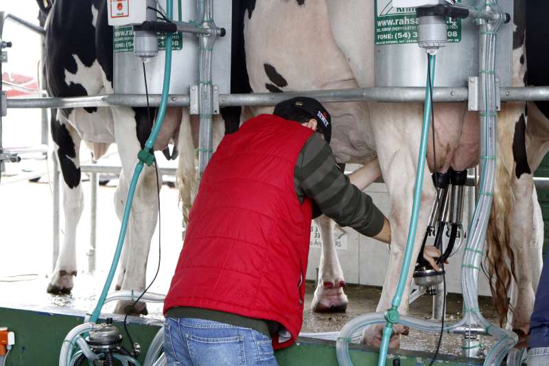 Aquecimento do setor leiteiro só deve vir no início do próximo ano