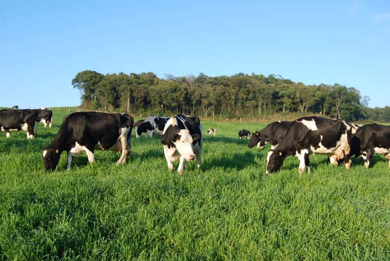 Segundo a FGV, o bom desempenho da agropecuária impulsionou a atividade econômica