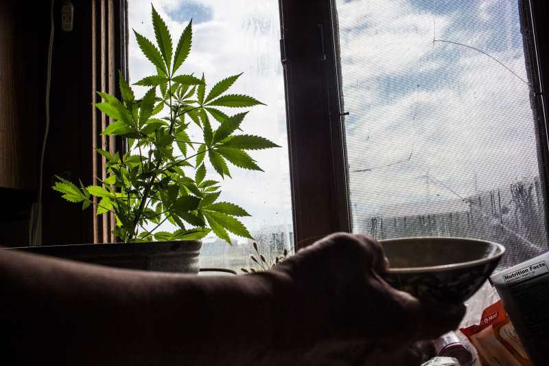 Cultivo de até quatro pés de cannabis por família para consumo próprio está liberado em Luxemburgo