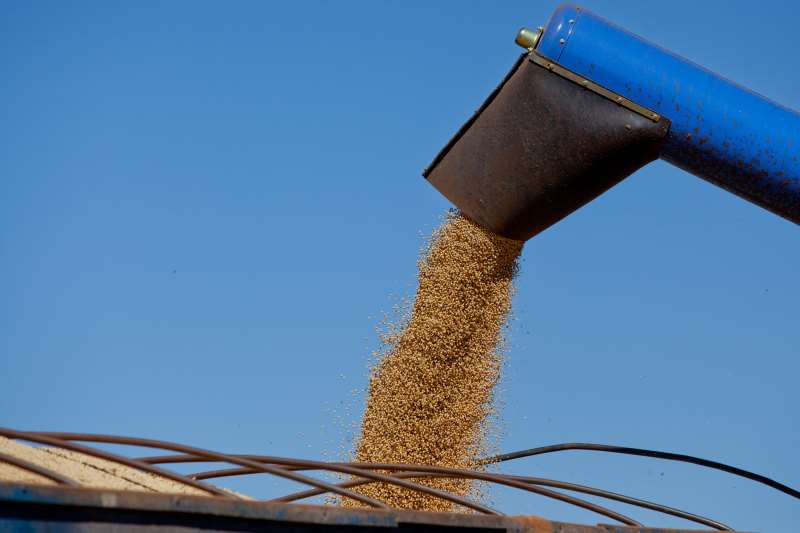 Principais lavouras de grãos lideram crescimento, com soja com alta de 17,2%