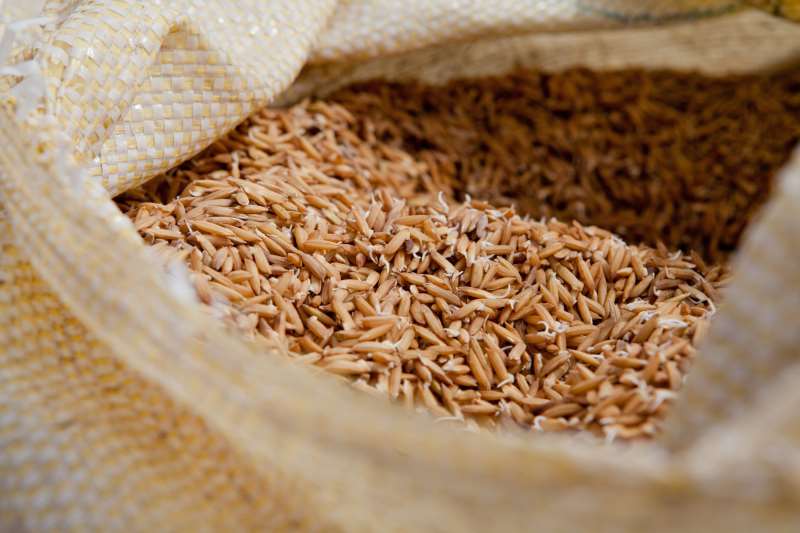 Com mais de 27 mil toneladas por ano, País é o maior produtor de arroz orgânico da América Latina 
