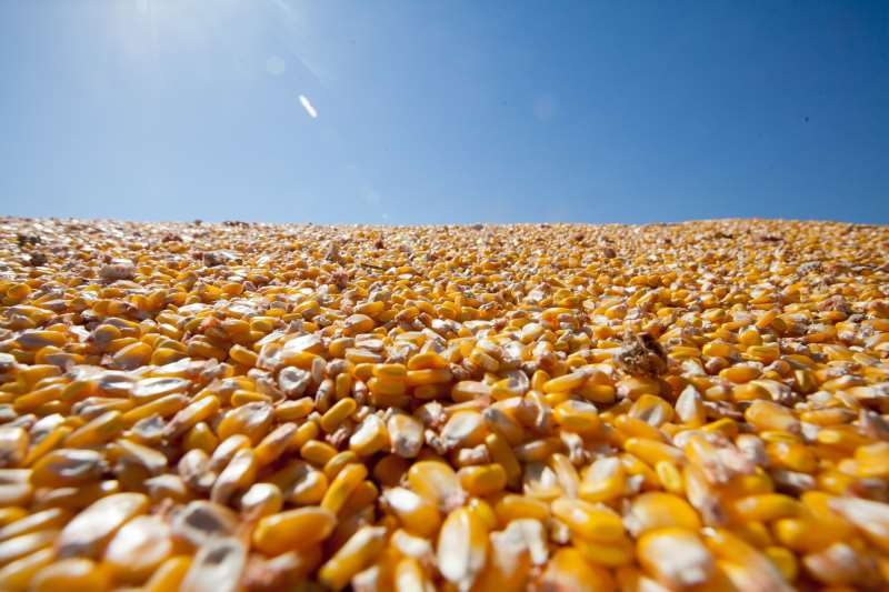 Produção de milho tem grandes possibilidades de exportação
