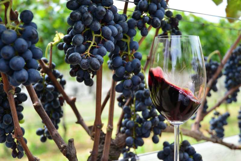 O Sivibe vai possibilitar o controle da produção de vinhos e pode evitar possíveis fraudes na elaboração da bebida