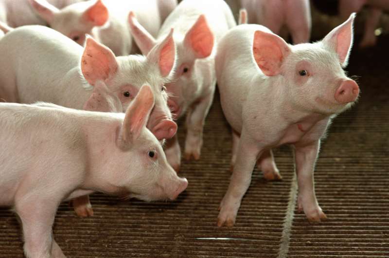 Exportadores de suínos seriam beneficiados com sobretaxas chinesas