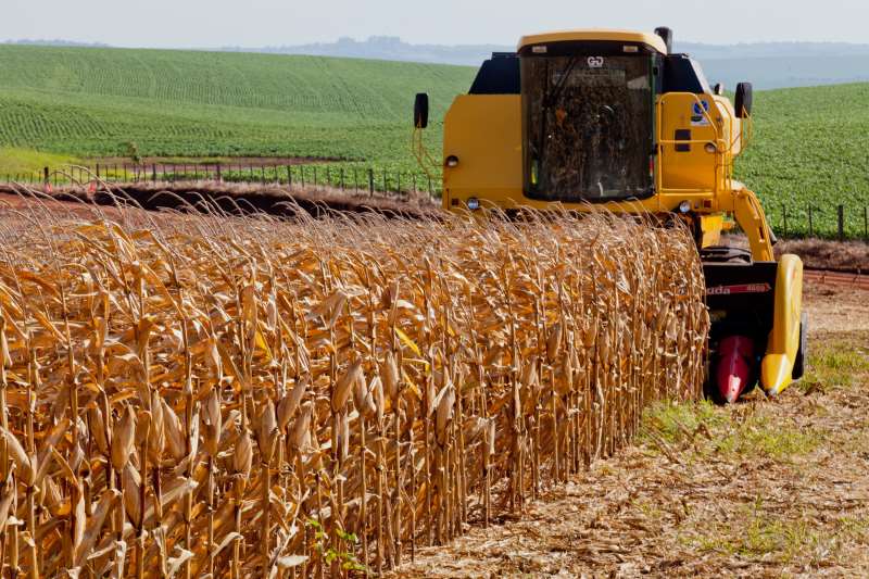 Rendimento das áreas colhidas varia de 8,5 a 12 toneladas por hectare
