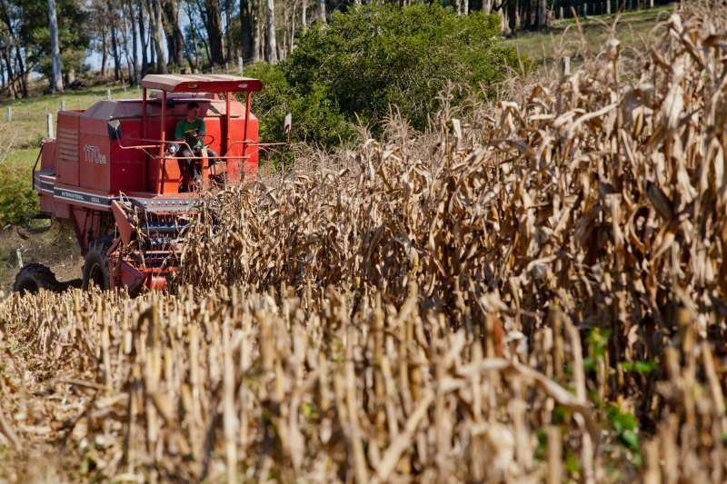 Produtores já colheram cerca de 10% da área destinada para o grão no Rio Grande do Sul, informa Emater