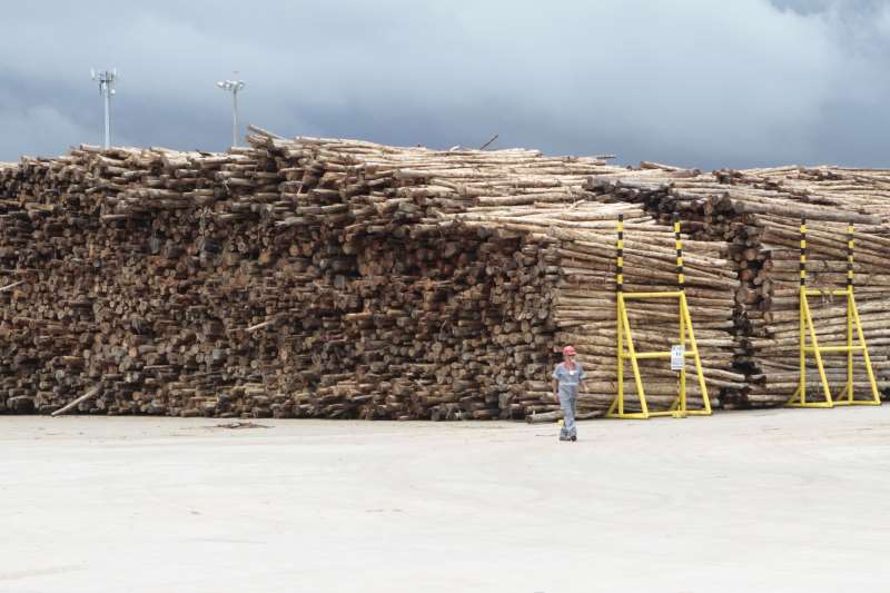 Vendas externas de madeira tiveram crescimento de 120% no período