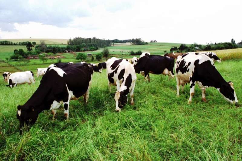 Recurso de R$ 100 milhões seria insignificante para enxugar mercado, que tem cerca de 100 mil toneladas de leite excedentes