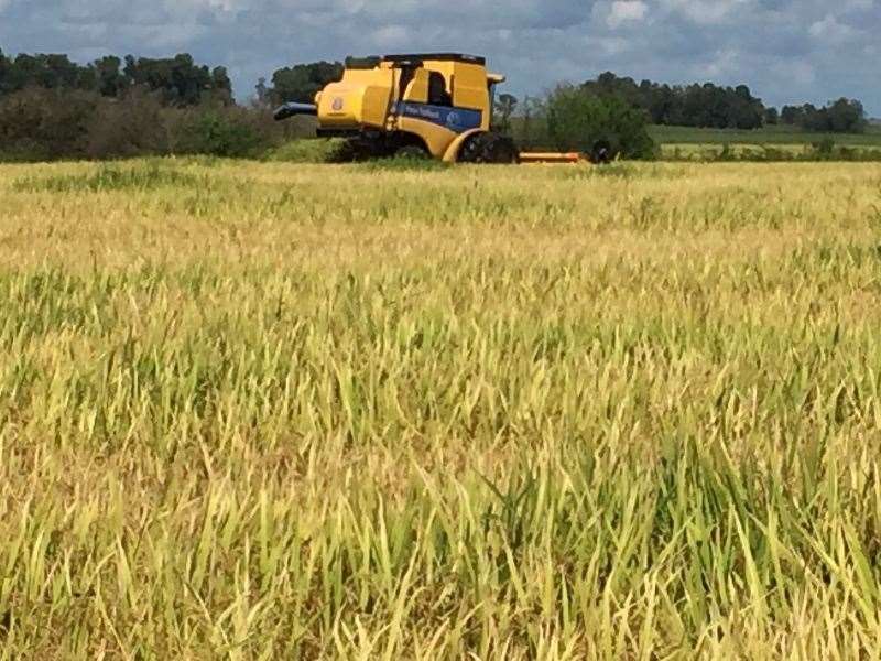 Cerca de 11% da área plantada com arroz no Estado já foi colhida