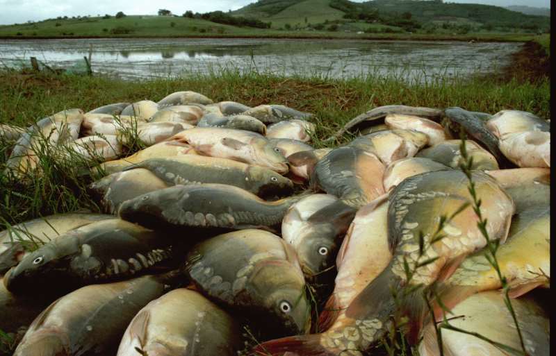 Pesca precisou ser interrompida por conta dos predadores