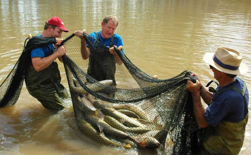 Produção estadual alcança 14,8 milhões de toneladas anuais de peixes
