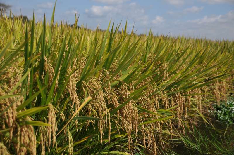 Produtores de arroz estão enfrentando preços pouco remuneradores