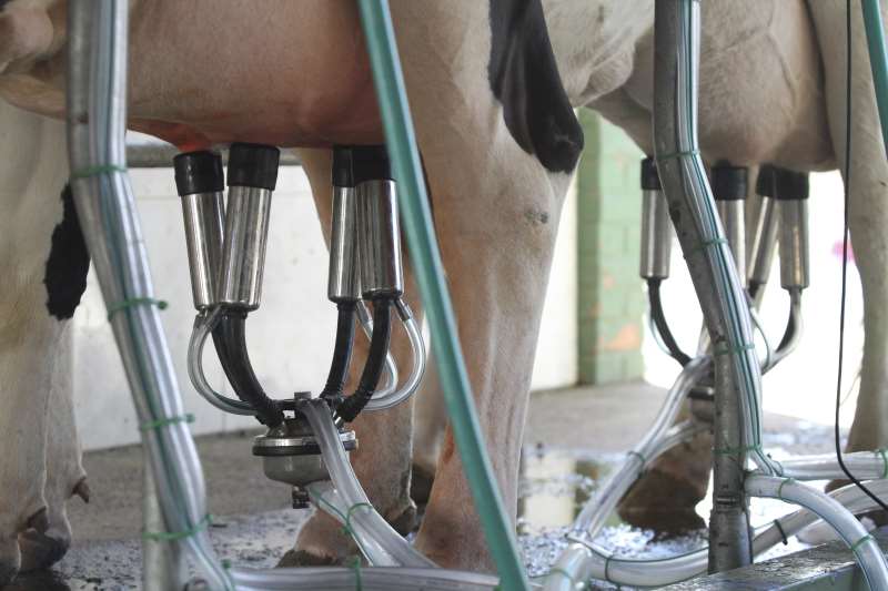 Preço médio pago ao produtor, em março, teve retração, na contramão da média nacional, aponta estudo do Cepea